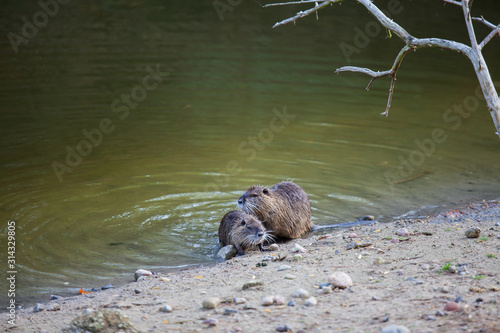 Nutrias am Ufer eines Flusses
