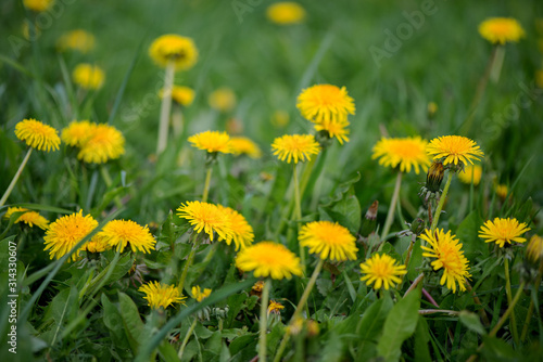 Yellow flowers of dandelions on green grass.