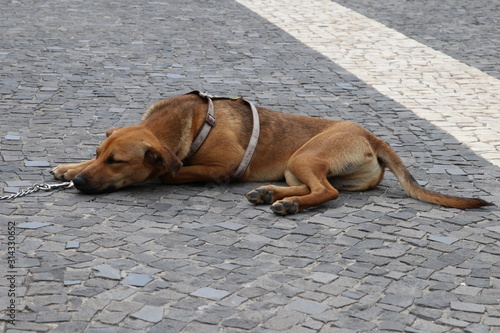 Dog sleeping on the road. Rhodesian ridgeback © Alex 