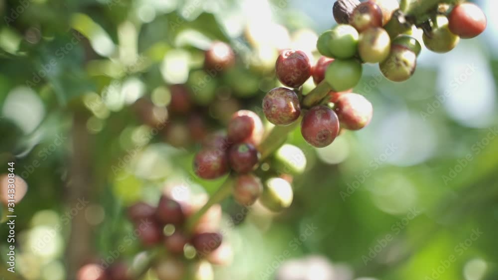 Thai Coffee Farmers Picking Coffee Beans Cherries Arabica Red Raw the Asian palm Ecological product in natural background. Thai Coffee Farmers Picking Coffee Beans Cherries Arabica Red Raw the Asian palm Ecological product in natural background.