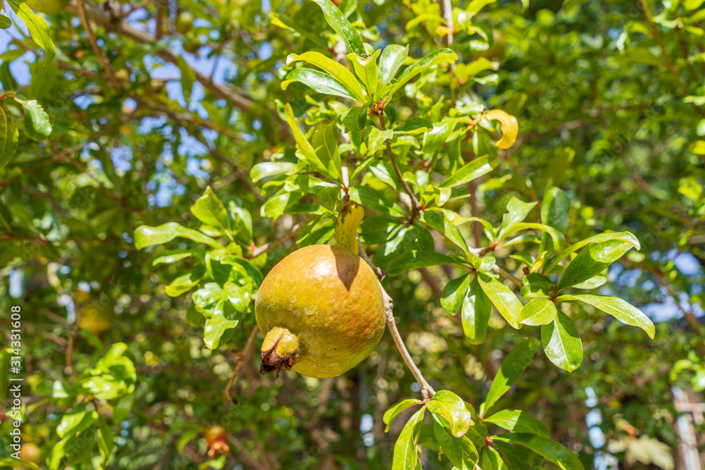 Ripening process of a pomegranate fruit on tree branch in the garden. Rosh-haShana - Israeli New Year symbol Ripening process of a pomegranate fruit on tree branch in the garden. Rosh-haShana - Israeli New Year symbol