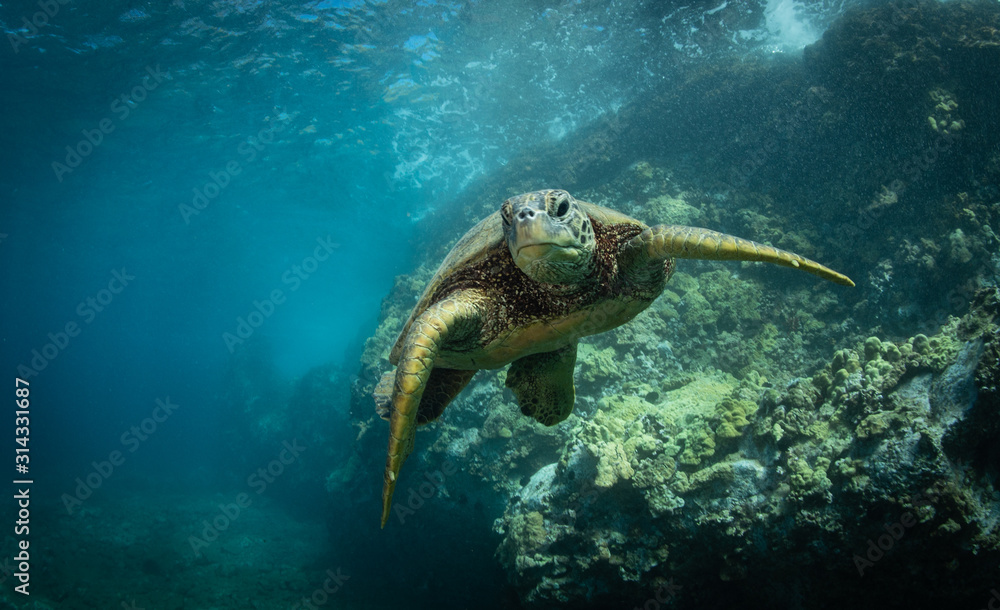 Obraz premium Hawaiian Green Sea Turtle swims around in the coral reef and rocky shoreline