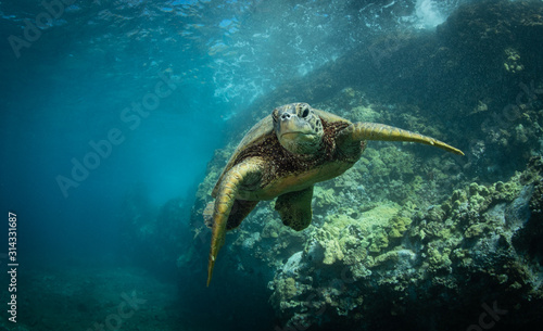 Hawaiian Green Sea Turtle swims around in the coral reef and rocky shoreline © Drew