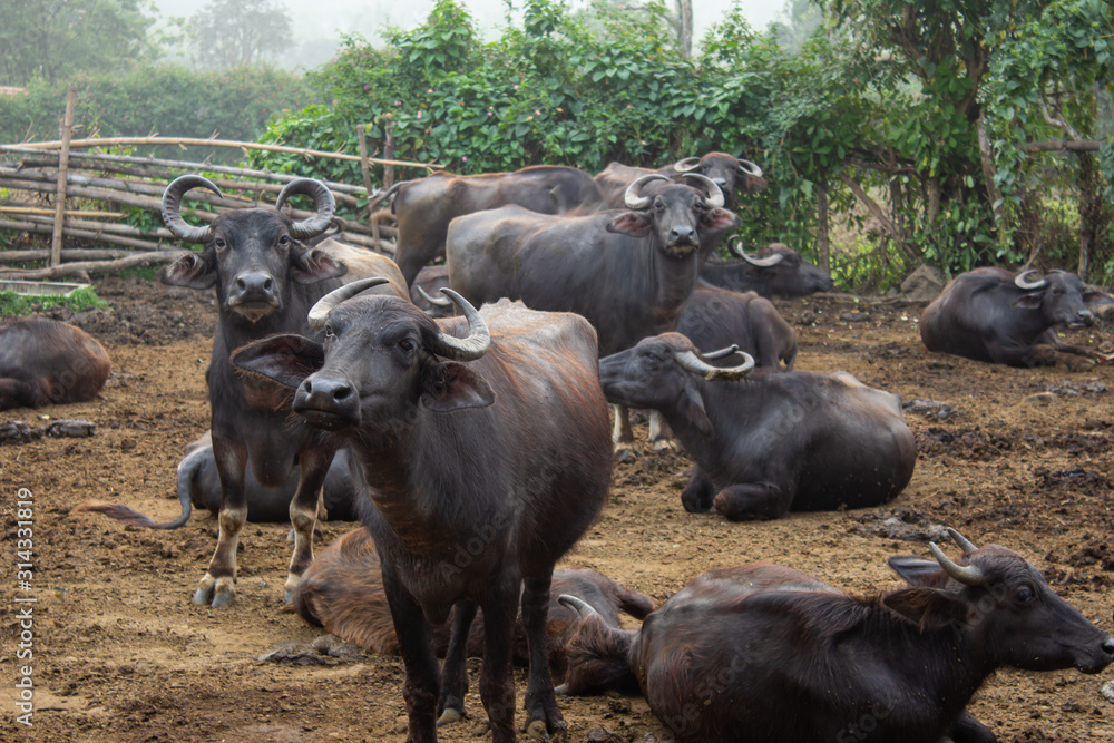 Group of buffaloes in a farm near Masinagudi, Mudumalai National Park, Tamil Nadu - Karnataka State border, India. Group of buffaloes in a farm near Masinagudi, Mudumalai National Park, Tamil Nadu - Karnataka State border, India.