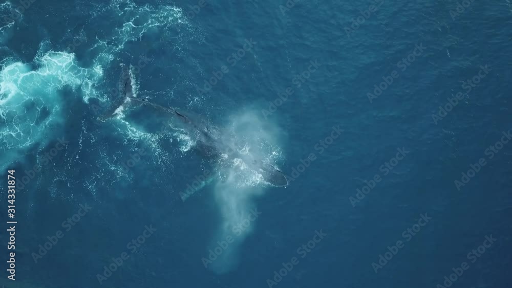 Humpback whales of Tonga, Splashing tail, Aerial Drone Humpback whales of Tonga, Splashing tail, Aerial Drone