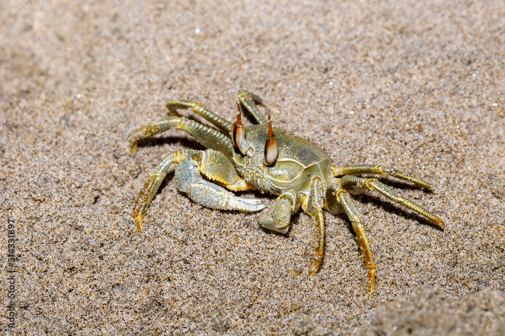 Crab on paradise sand beach in masoala after low tide, Farankaraina national park forest, Madagascar wildlife. Crab on paradise sand beach in masoala after low tide, Farankaraina national park forest, Madagascar wildlife.