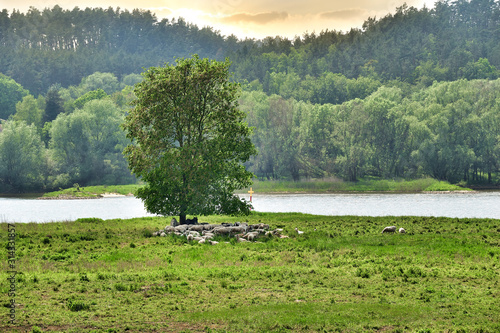 A flock of sheep resting together with two donkeys under a single tree on the banks of the river Elbe in Lower Saxony, Germany. © Mickis Fotowelt