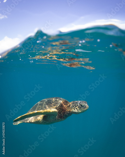 Hawaiian Green Sea Turtle swims around in the coral reef and rocky shoreline