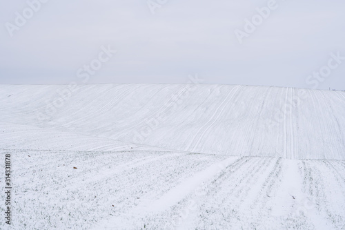 Wheat field covered with snow in winter season. Winter wheat. Green grass, lawn under the snow. Harvest in the cold. Growing grain crops for bread. Agriculture process with a crop cultures.