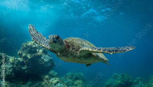 Hawaiian Green Sea Turtle swims around in the coral reef and rocky shoreline
