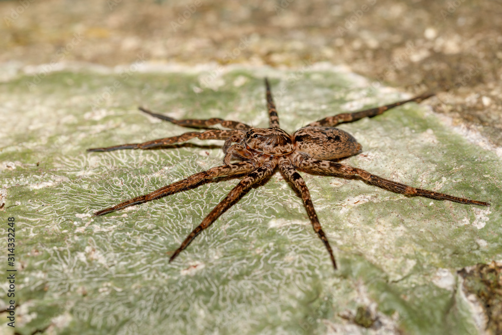 huntsman spider on tree trunk. Family Sparassidae, formerly Heteropodidae. Nosy Mangabe National park, Africa Madagascar wildlife and wilderness huntsman spider on tree trunk. Family Sparassidae, formerly Heteropodidae. Nosy Mangabe National park, Africa Madagascar wildlife and wilderness