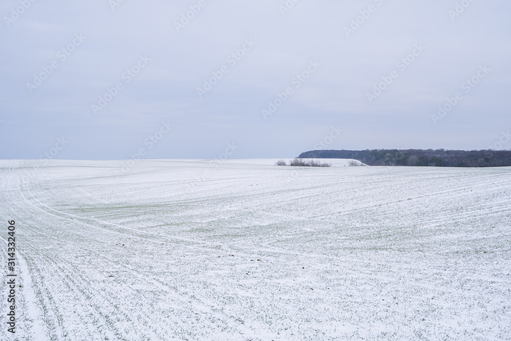 Wheat field covered with snow in winter season. Winter wheat. Green grass, lawn under the snow. Harvest in the cold. Growing grain crops for bread. Agriculture process with a crop cultures. Wheat field covered with snow in winter season. Winter wheat. Green grass, lawn under the snow. Harvest in the cold. Growing grain crops for bread. Agriculture process with a crop cultures.