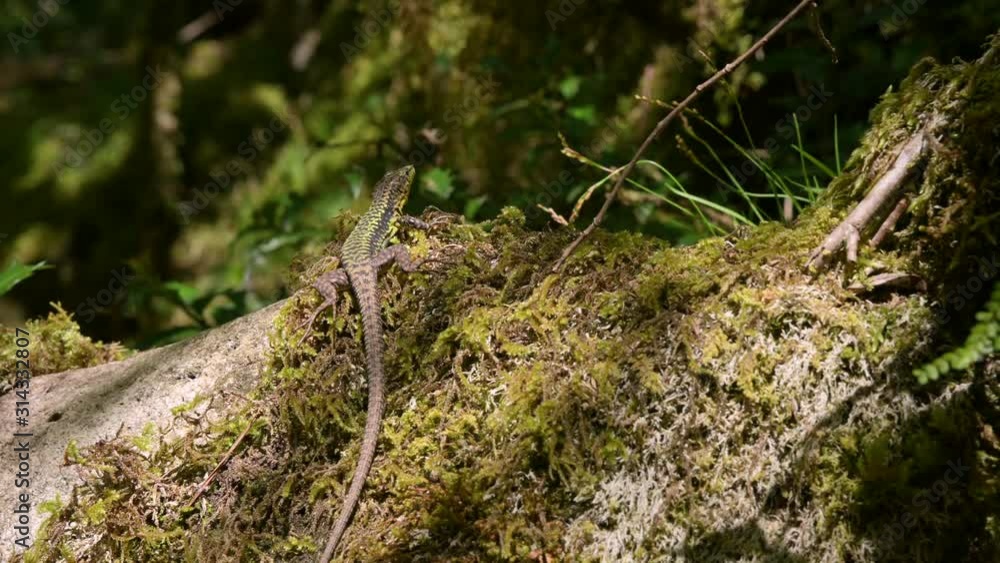 Wild lizard basks in sunshine on stone with green lichen in forest. Close-up Wild lizard basks in sunshine on stone with green lichen in forest. Close-up