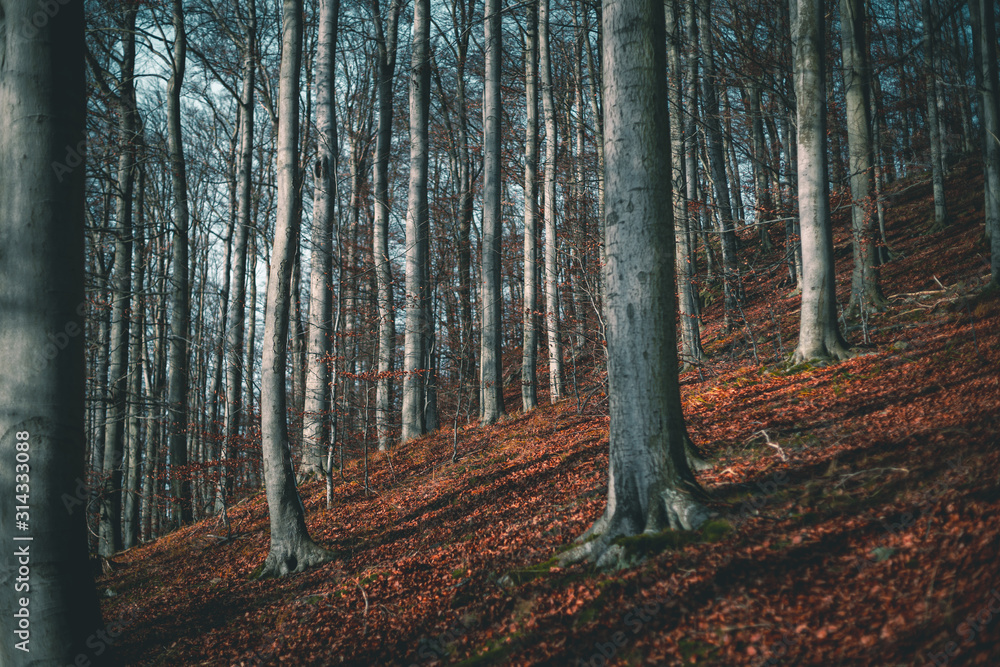 Fototapeta premium Laubwald mit Buchen
