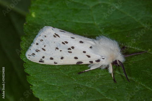 31.05.2019 DE, NRW, Remscheid, Naturschule Grund Breitflügeliger Fleckleibbär Spilosoma lubricipeda (LINNAEUS, 1758) photo