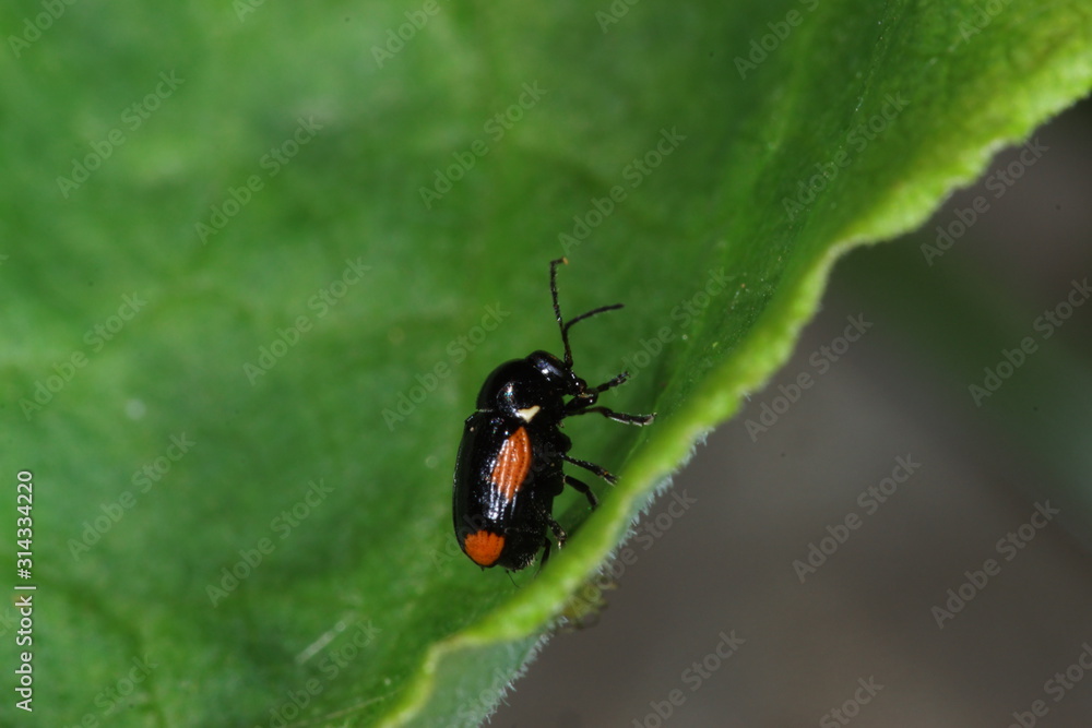 09.06.2019 DE, NRW, Leverkusen Querbindiger Fallkäfer Cryptocephalus moraei 09.06.2019 DE, NRW, Leverkusen Querbindiger Fallkäfer Cryptocephalus moraei