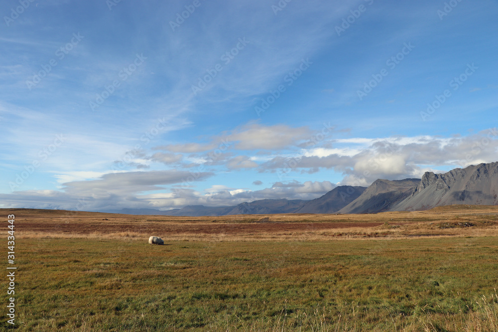 A sheep on a meadow in Iceland with mountains in the background