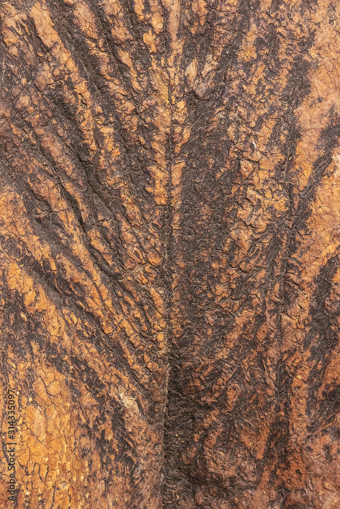 texture of the bark of an old big tree