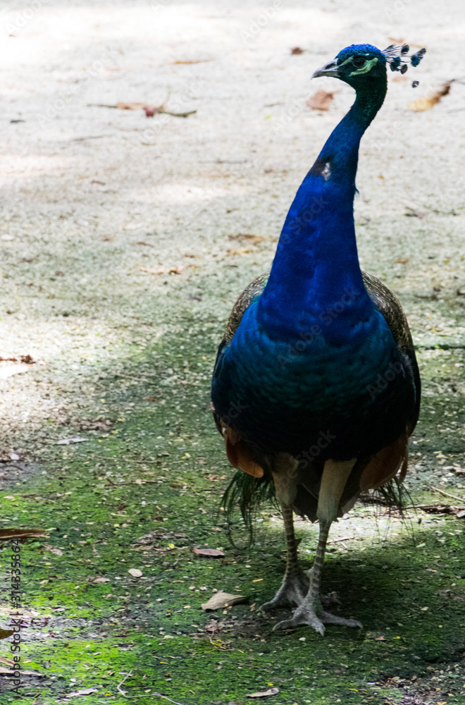 Peacock Close Up, Wallpaper Background, Tropical Bird Photography, Colorful Vibrant Majestic Animal