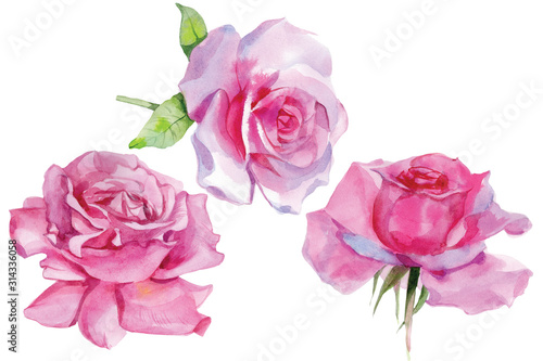 Set of pink roses Watercolor Illustration Isolated © Feoktistova