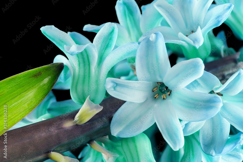 Hyacinth flowers close-up macro in the 2020 color trend in blue azure tones isolated on a black background.
