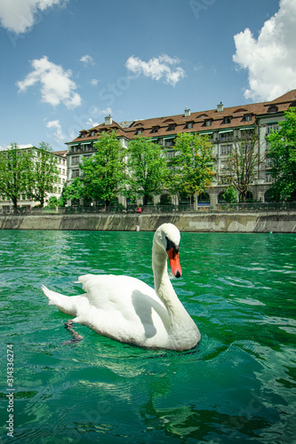 Fototapeta Naklejka Na Ścianę i Meble -  swan on a lake