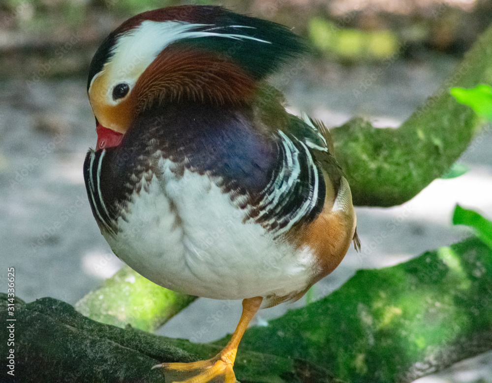 Mandarin Duck Close Up, Colorful Bird Photography, Exotic Outdoor Wildlife Mandarin Duck Close Up, Colorful Bird Photography, Exotic Outdoor Wildlife