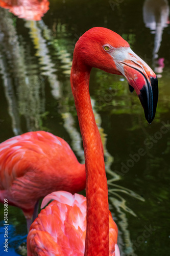 Flamingo in water close up  Reflections in Water  Tropical Wildlife  Flamingo Background Landscape  Royalty Free Stock Photography