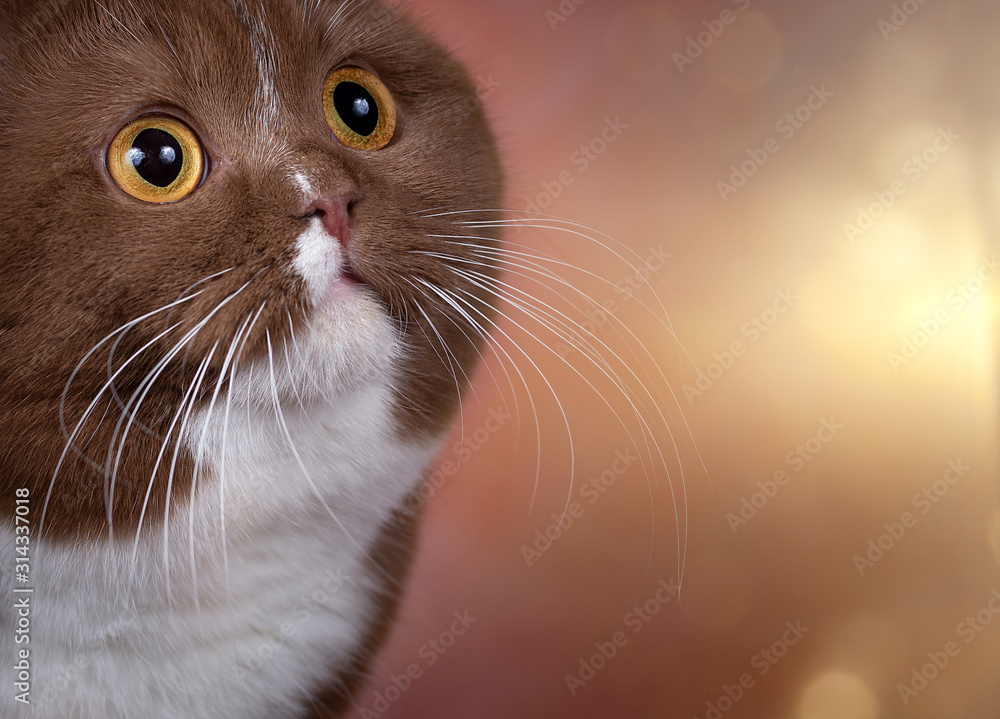 Bildschöne Katzenaugen - Portrait Stock Photo