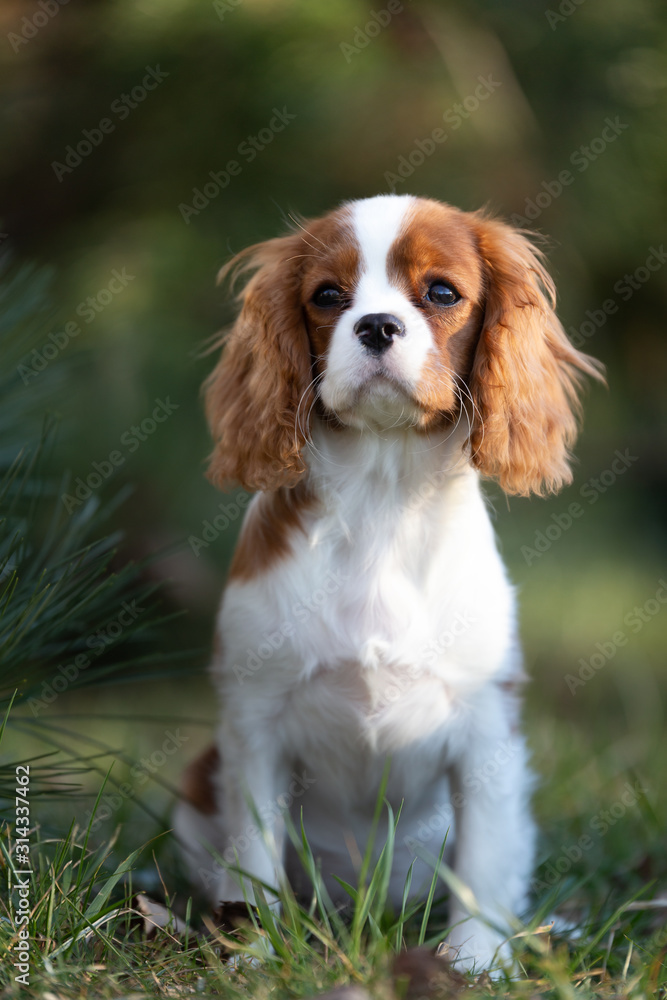 Süßer Cavalier King Charles Spaniel Welpe Hund 写真 | Adobe Stock