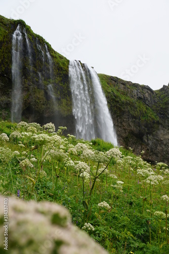 200 Foot waterfall in Iceland just Behind the winter flowers and shrubs