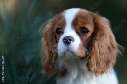 Fotografering Süßer Cavalier King Charles Spaniel Welpe - Hund