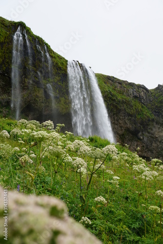 200 Foot waterfall in Iceland just Behind the winter flowers and shrubs