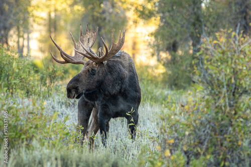 Canvastavla Bull Moose in fall, Grand Teton National Park, Wyoming, USA