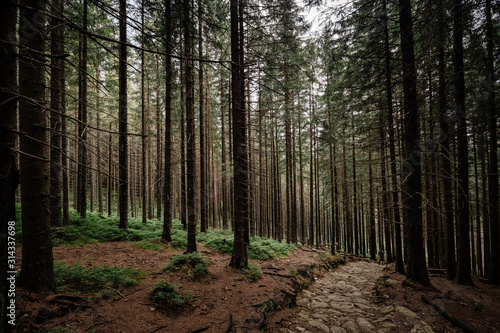 stone road in a coniferous forest in the mountains