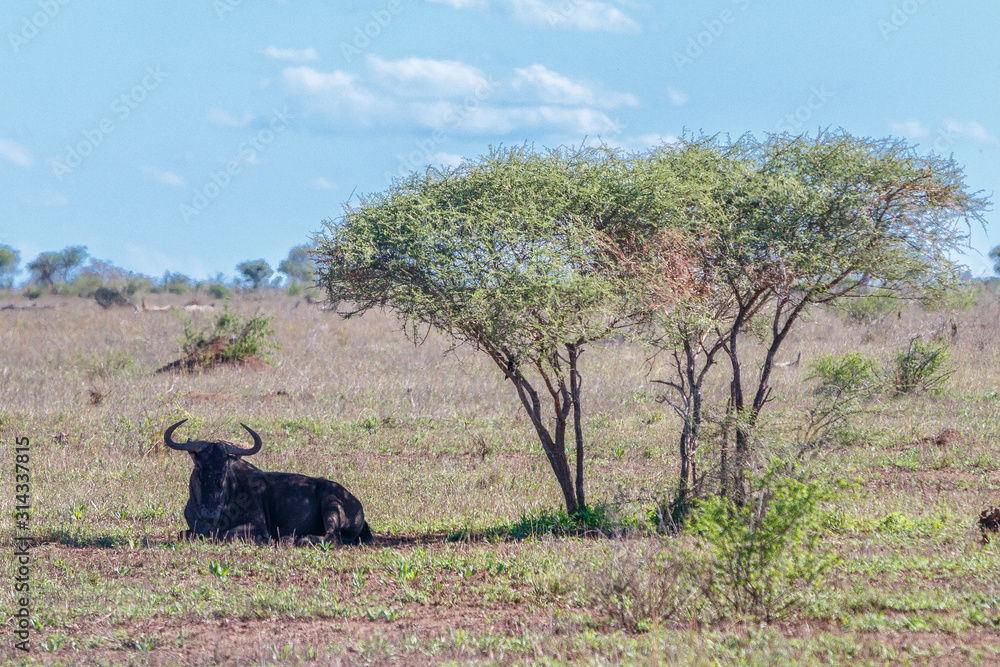 Fototapeta premium Ein Gnu ruht im SChatten eines Baums in der Savanne, Kruger Nationalpark