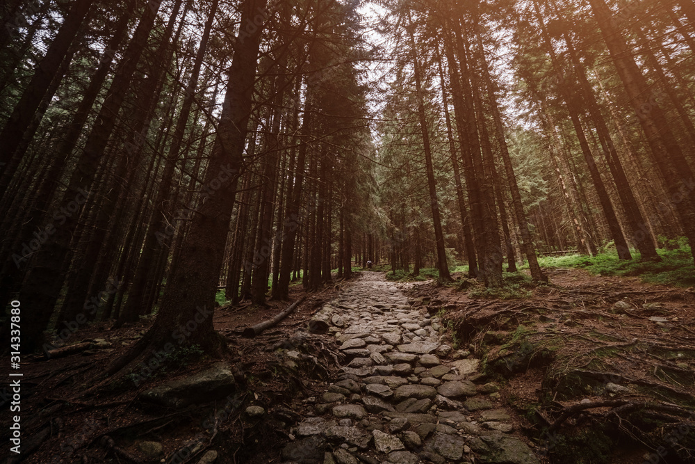 Fototapeta premium stone road in a coniferous forest in the mountains