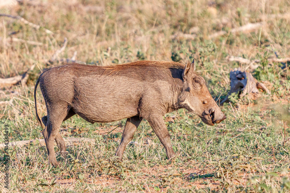 Warzenschwein im Kruger Nationalpark Warzenschwein im Kruger Nationalpark