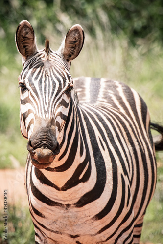 Portrait of a zebra, Kenya, Africa