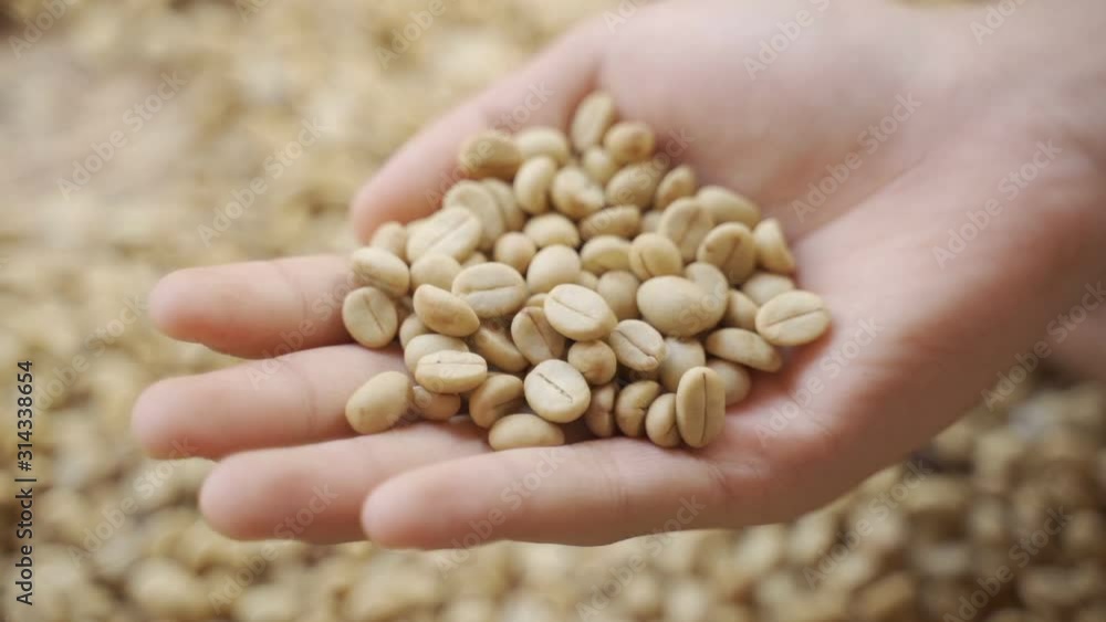 The process of drying coffee beans in a village, dry coffee beans on a salted substrate before roasting The process of drying coffee beans in a village, dry coffee beans on a salted substrate before roasting
