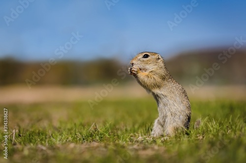 Hungry brown european ground squirrel standing on green grass feeding himself on a piece of carrot. Sunny spring day. Blurry background with blue sky.