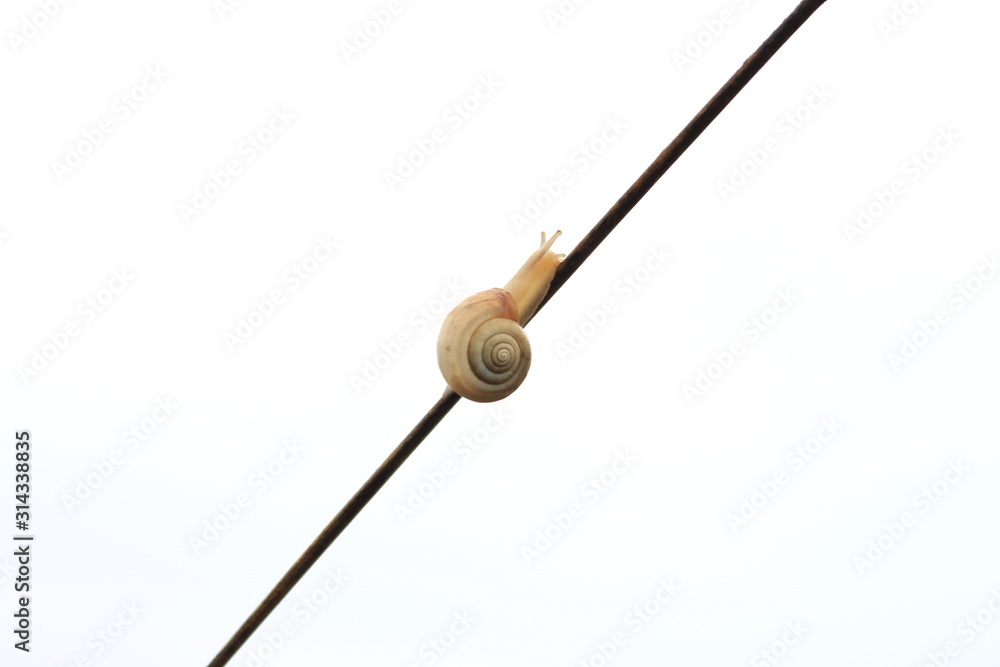 Snail hanging from a sprig of apple tree Snail hanging from a sprig of apple tree