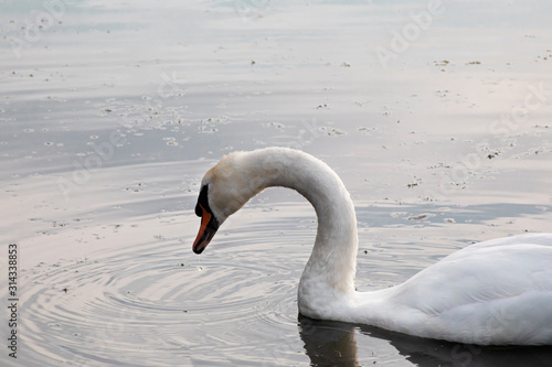 White swan bird on lake with water drop