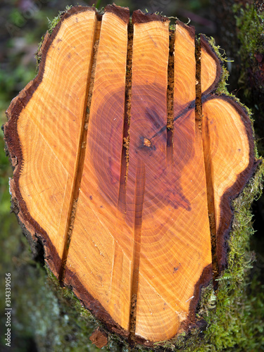 Tree stump with annual rings and tangential cuts for insects photo