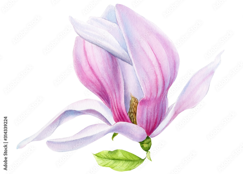 magnolia flower on an isolated white background, watercolor illustration, hand drawing, botanical painting, spring flowers