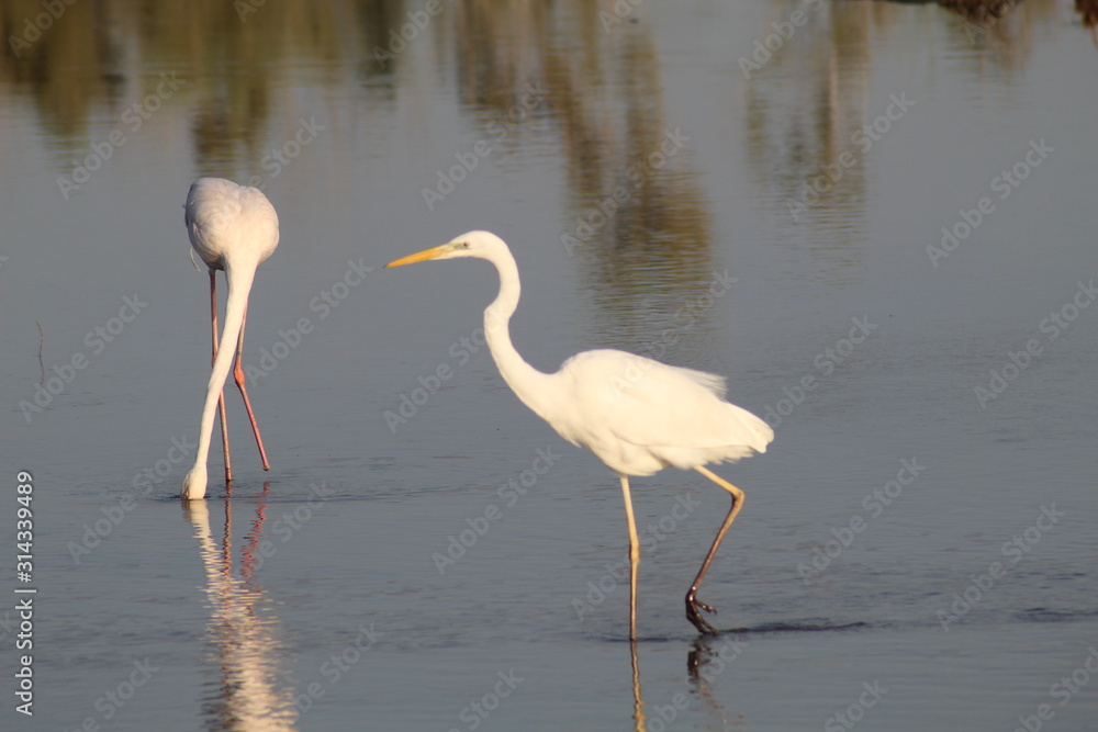 Fototapeta premium white stork and flamingo