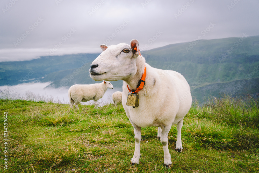 sheeps on mountain farm on cloudy day. Norwegian landscape with sheep grazing in valley. Sheep on mountaintop Norway. Ecological breeding. Sheep eat boxwood. Ewe sheep grazing on pasture in mountain