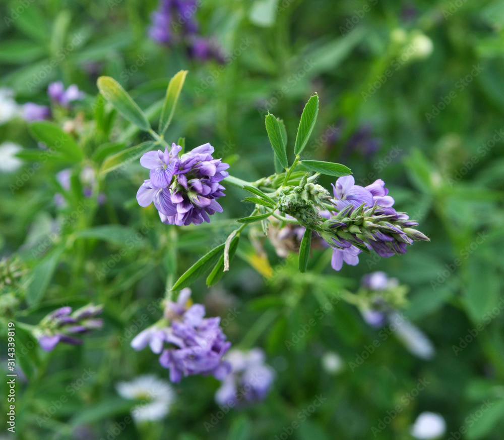 Fototapeta premium The field is blooming alfalfa