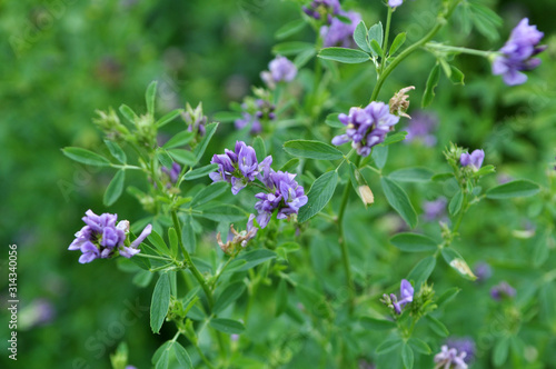 Bild auf Leinwand The field is blooming alfalfa