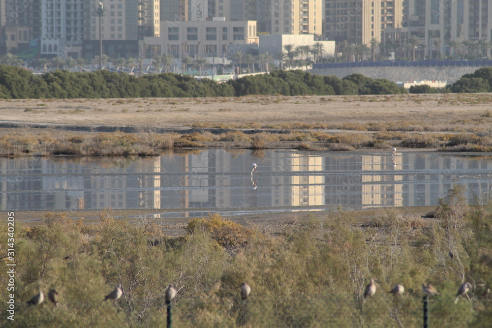 The exquisite flora and fauna in the UAE. The exquisite flora and fauna in the UAE.